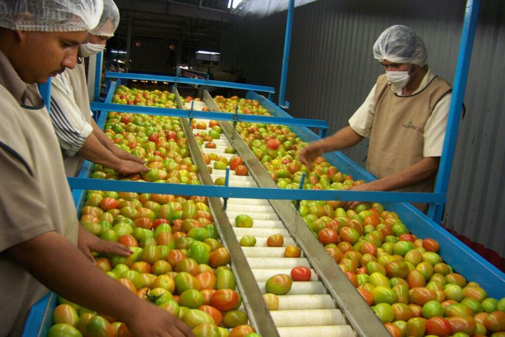 Empaque-Tomate-(47)