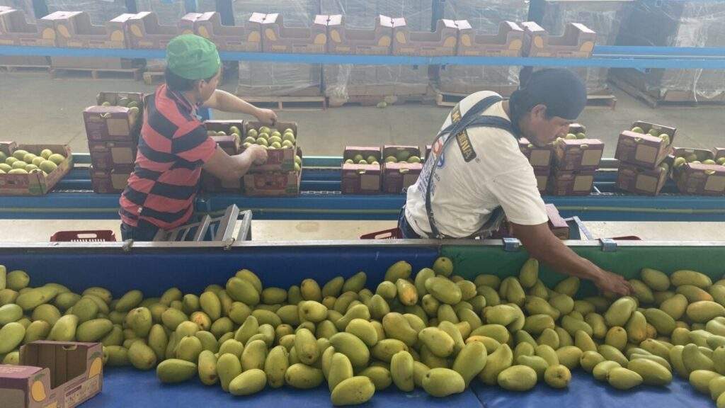 mango oaxaca
