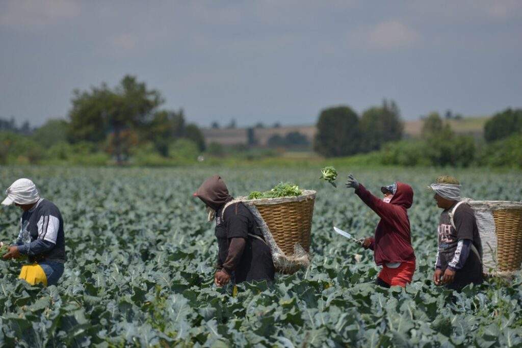 AGROASEMEX