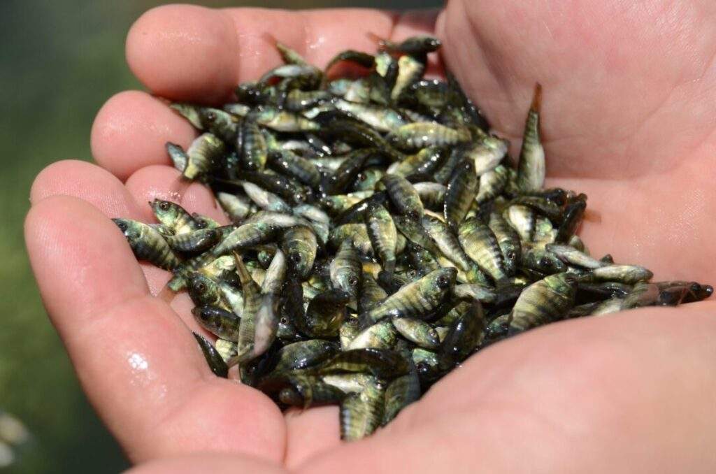 200702 AGRICULTURA CONAPESCA SIEMBRA TILAPIA COSALÁ-5