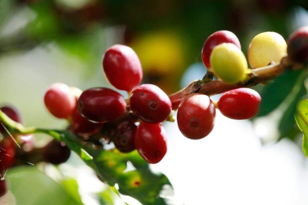 200806 AGRICULTURA ORGÁNICOS-3