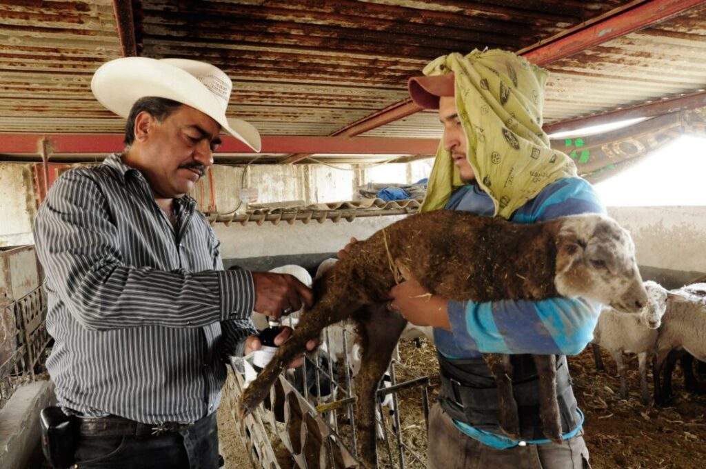 200900 AGRICULTURA OPERA ACCIONES CONTRA LA RABIA EN ESPECIES GANADERAS EN 26 ESTADOS DEL PAÍS-2