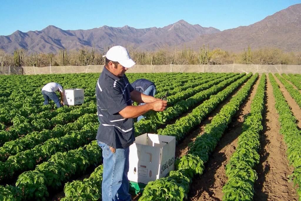 Recuperan Firco y Focir 70% de créditos agropecuarios, pesca y agroalimentarios