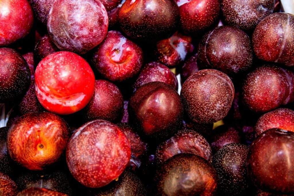 Capacita Senasica a técnicos en producción de frutos rojos contra plagas
