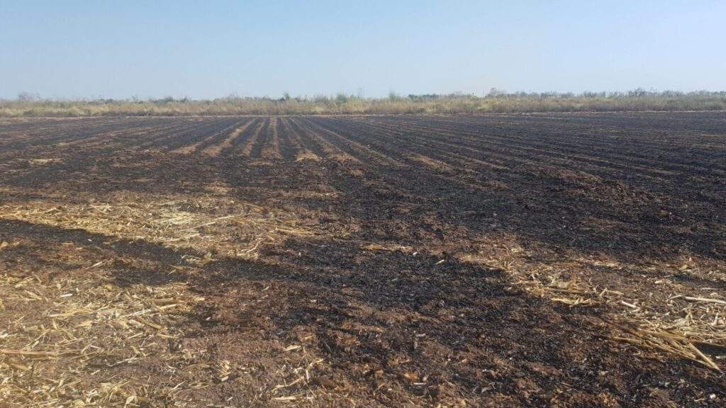 Alarma mundial por producción de alimentos en suelos agrícolas sin nutrientes