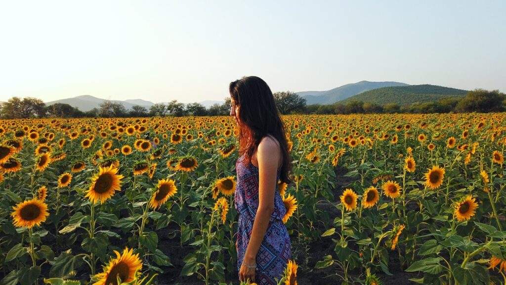En un mundo necesitado de aceites el girasol es “rey”