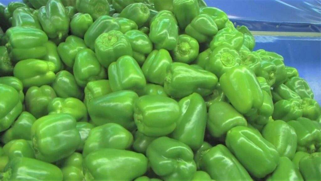 México primer exportador mundial de pimientos frescos