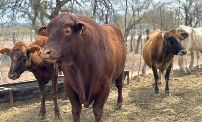 Cierre al ingreso a ganado de CA infectado de gusano barrenador: UNTA