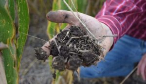 Urgente atender la salud de los suelos agotados