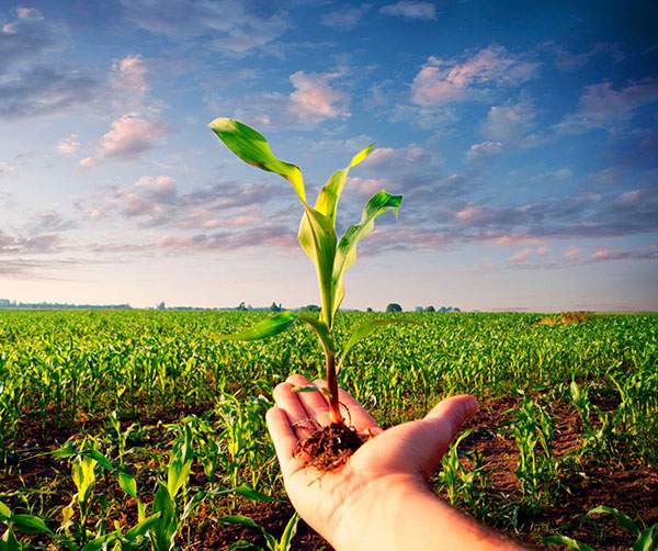 México busca fortalecer capacidad en producción y abasto de maíz
