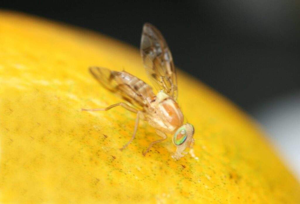 191228 ESTABLECE AGRICULTURA NOROESTE DE TEPIC COMO ZONA DE BAJA PREVALENCIA DE MOSCA DE LA FRUTA-1