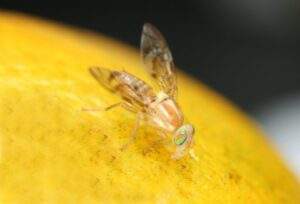 191228 ESTABLECE AGRICULTURA NOROESTE DE TEPIC COMO ZONA DE BAJA PREVALENCIA DE MOSCA DE LA FRUTA-1