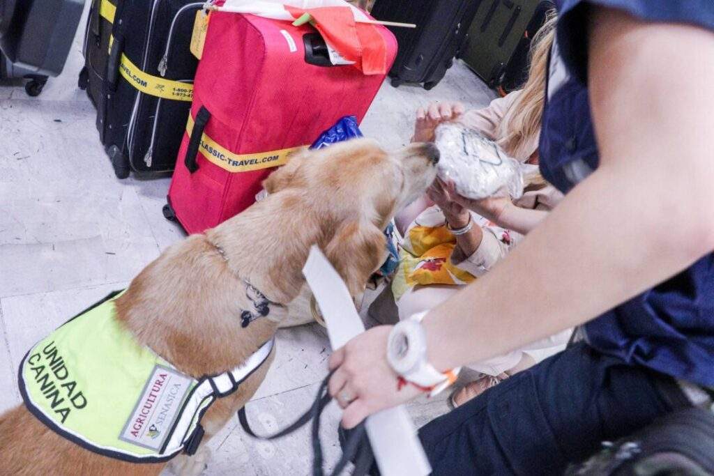 200106 SADER SENASICA COOPERA MÉXICO CON CENTROAMÉRICA PARA CAPACITACIÓN CANINA-4