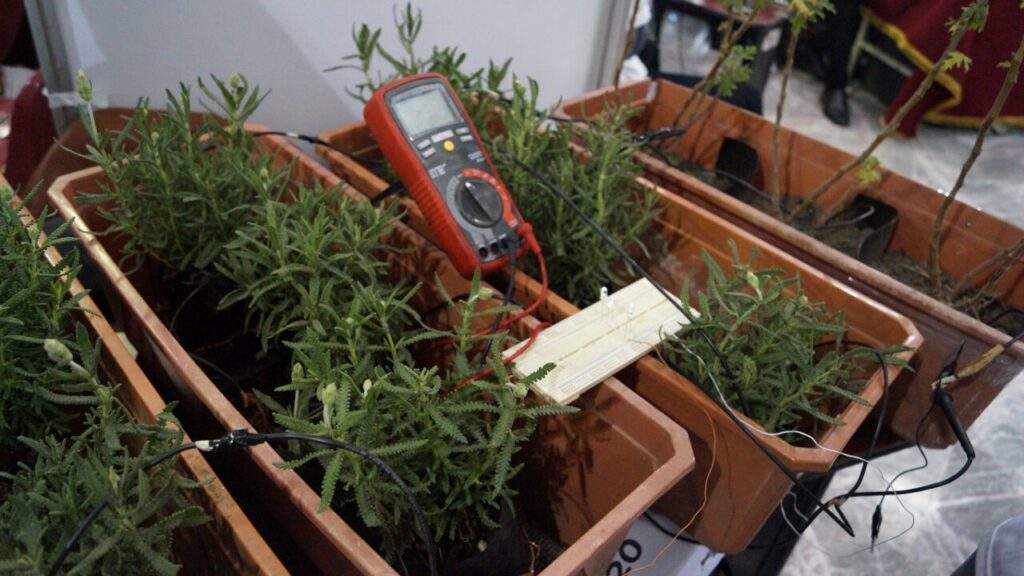 ENERGÍA VEGETAL