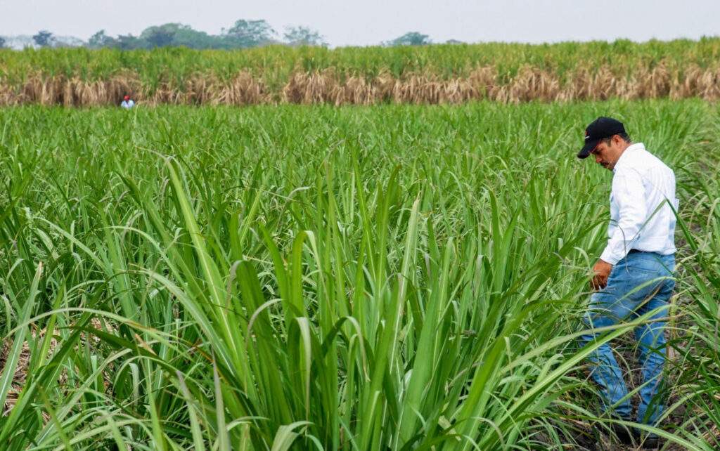 200200 AGRICULTURA COLPOS MEJORAMIENTO CAÑA DE AZUCAR RESISTENTE A ENFERMEDADES-1