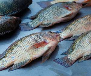 22Regal-Springs-blog22-860x725