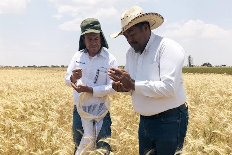 sector agrario