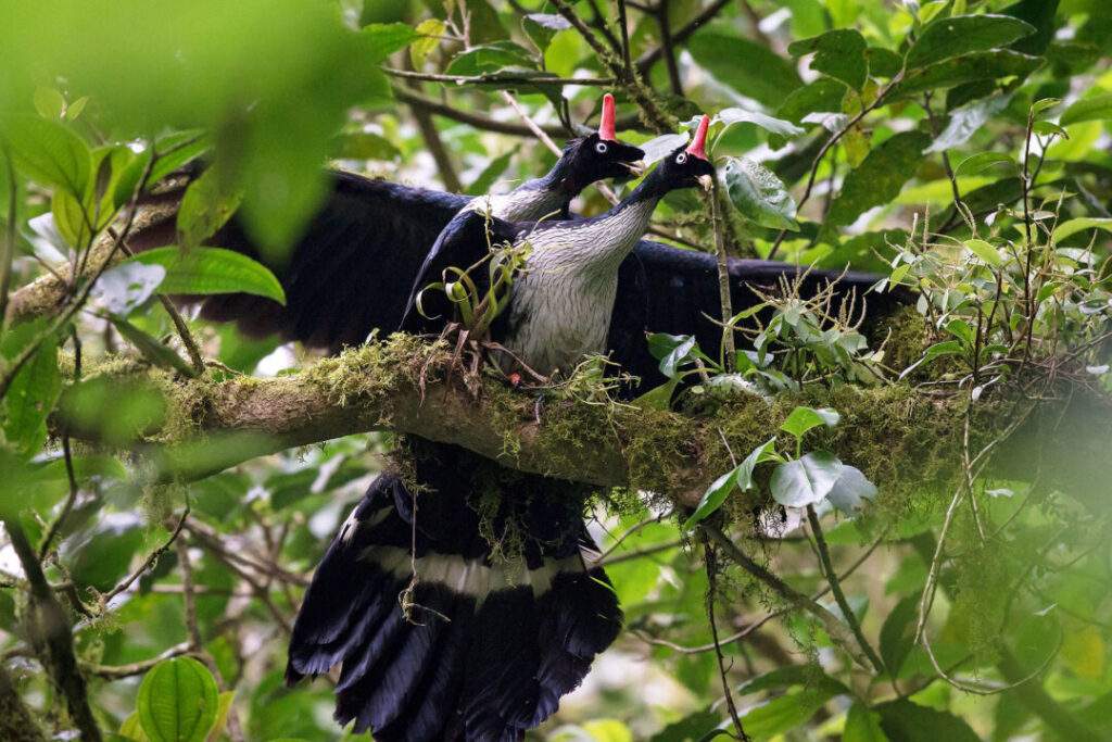La CONANP reportó avistamiento de pareja de ave pavón en la Reserva El Triunfo