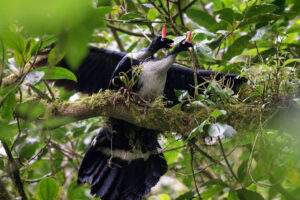 La CONANP reportó avistamiento de pareja de ave pavón en la Reserva El Triunfo