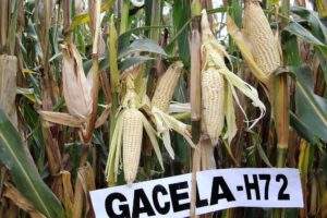 200304 AGRICULTURA INIFAP MAÍZ RESISTENTE A PLAGAS Y MAYOR RENDIMIENTO-1