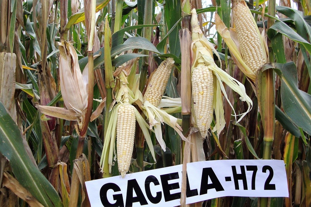 200304 AGRICULTURA INIFAP MAÍZ RESISTENTE A PLAGAS Y MAYOR RENDIMIENTO-1