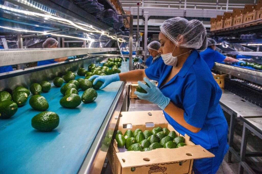 202000 AGRICULTURA AGUACATE SUPERA EXPORTACIÓN A ESTADOS UNIDOS-5