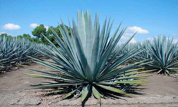 Desarrollan estudio para determinar parentesco genético en especies de agave