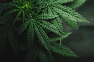 MARIGUANA
