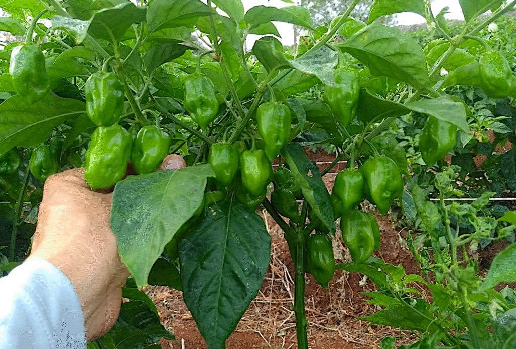 Habanero 1 Foto INIFAP