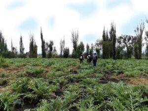 SUELOS DE CONSERVACIÓN