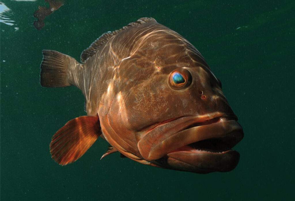 200201 AGRICULTURA CONAPESCA VEDA MERO-5