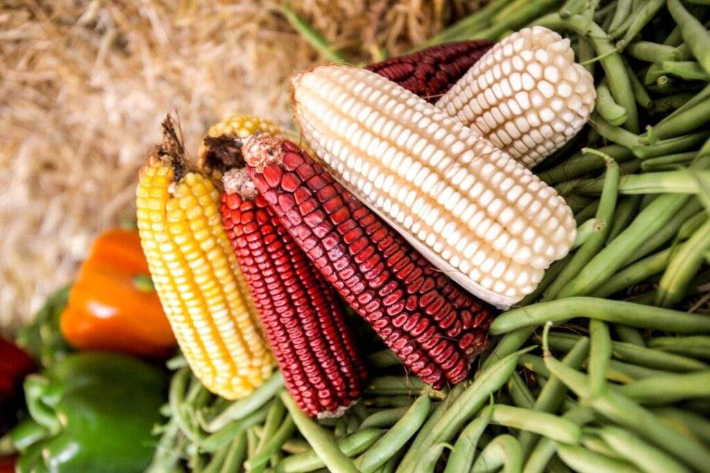 200414 AGRICULTURA SEGALMEX MAÍZ-7