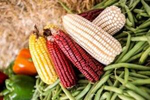 200414 AGRICULTURA SEGALMEX MAÍZ-7