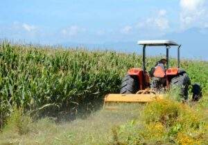 200419 AGRICULTURA APOYOS INMEDIATOS A PRODUCTORES QUINTANA ROO-6