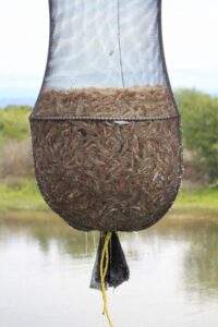 200430 AGRICULTURA DOF ÉPOCAS Y ZONAS DE VEDA CAMARÓN 01