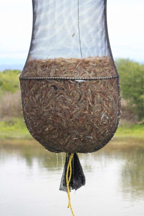 200430 AGRICULTURA DOF ÉPOCAS Y ZONAS DE VEDA CAMARÓN 01