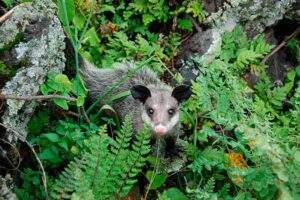 cacomixtles o tlacuaches