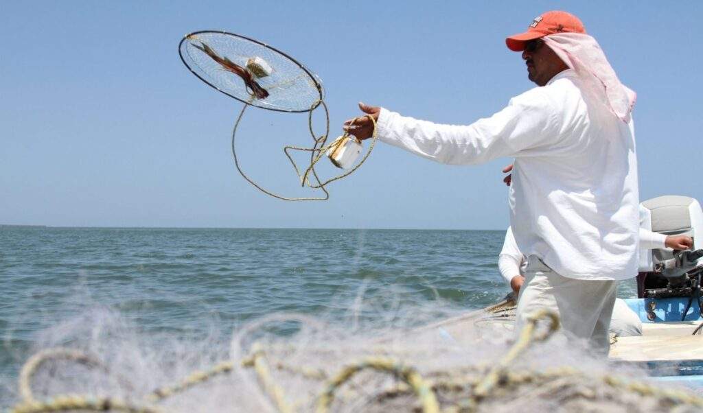 Actualizará Conapesca la actividad pesquera de jaiba en el océano Pacífico y golfo de California-1