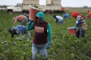 OPCION-1-Los-trabajadores-agrícolas-cosechan-calabacín-en-Sam-Accursio-Sons-Farm