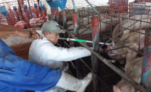 Salud animal foto_ INIFAP