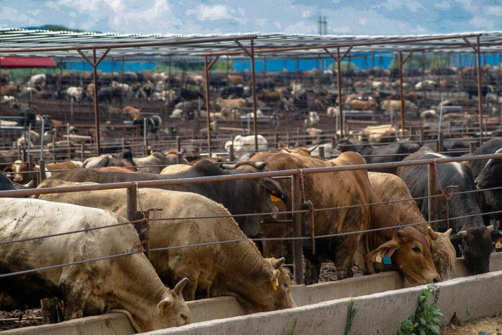 Agricultura y la CNOG anticipan acciones hacia un nuevo escenario productivo