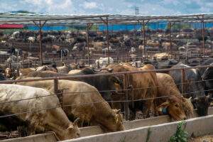 Agricultura y la CNOG anticipan acciones hacia un nuevo escenario productivo