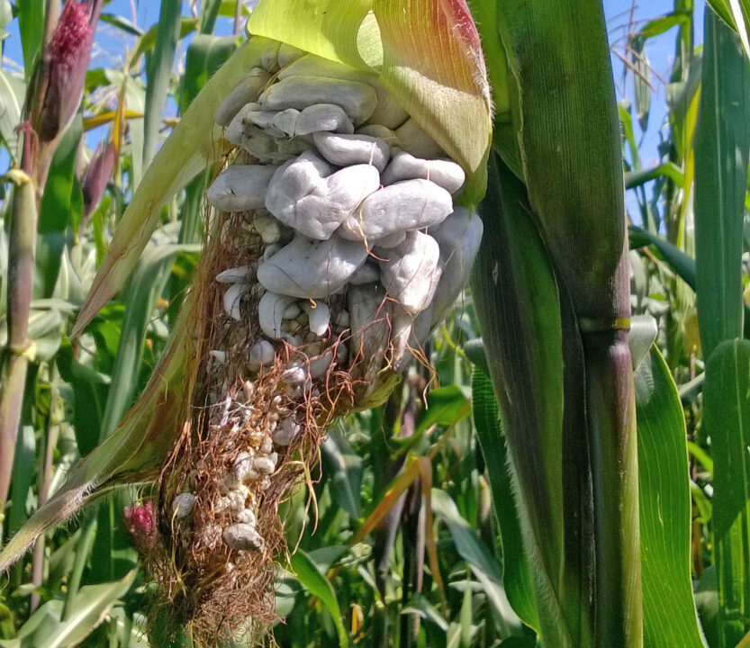 200500 AGRICULTURA HUITLACOCHE-2