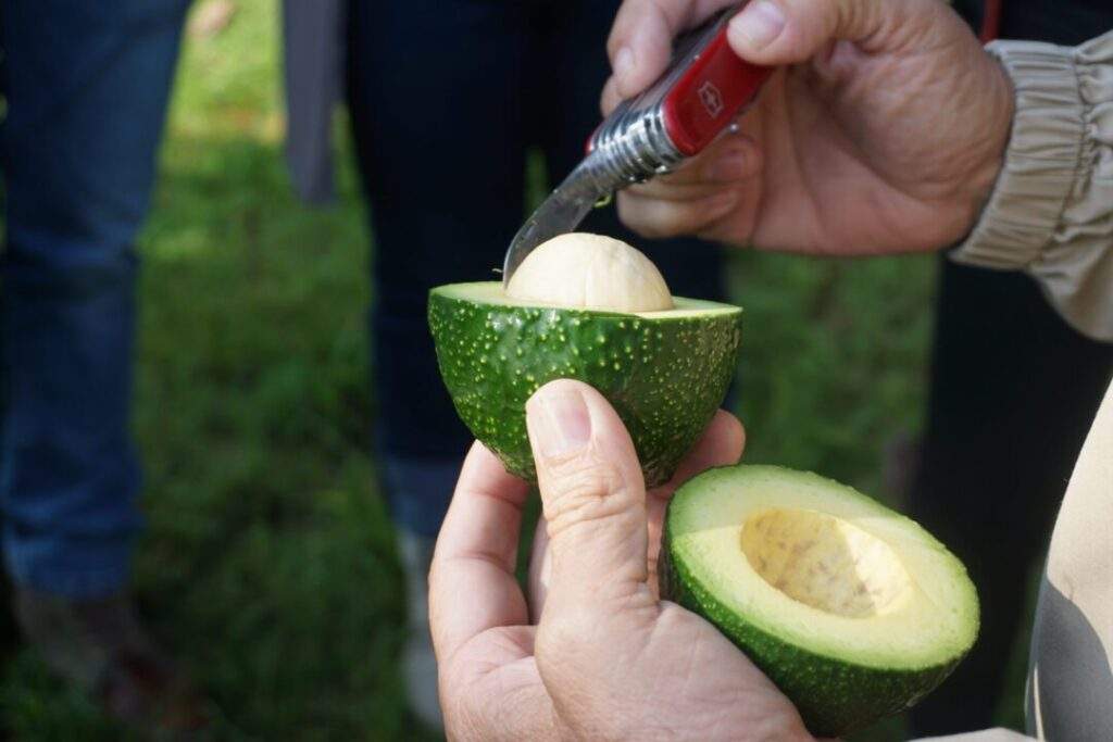 250518 AGRICULTURA SENASICA TAXCO, GUERRERO LIBRE DE PLAGAS DE AGUACATE-1