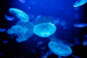 Confinamiento provoca mayor bioluminiscencia en costas mexicanas