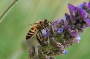 LAS ABEJAS