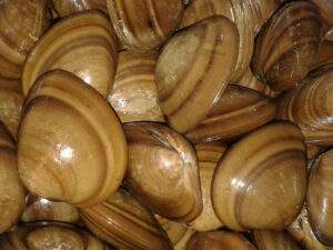 Almeja-chocolata-sinaloa