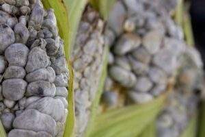 huitlacoche_datos-720x480