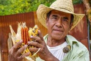 200600 AGRICULTURA CIMMYT INIFAP-1