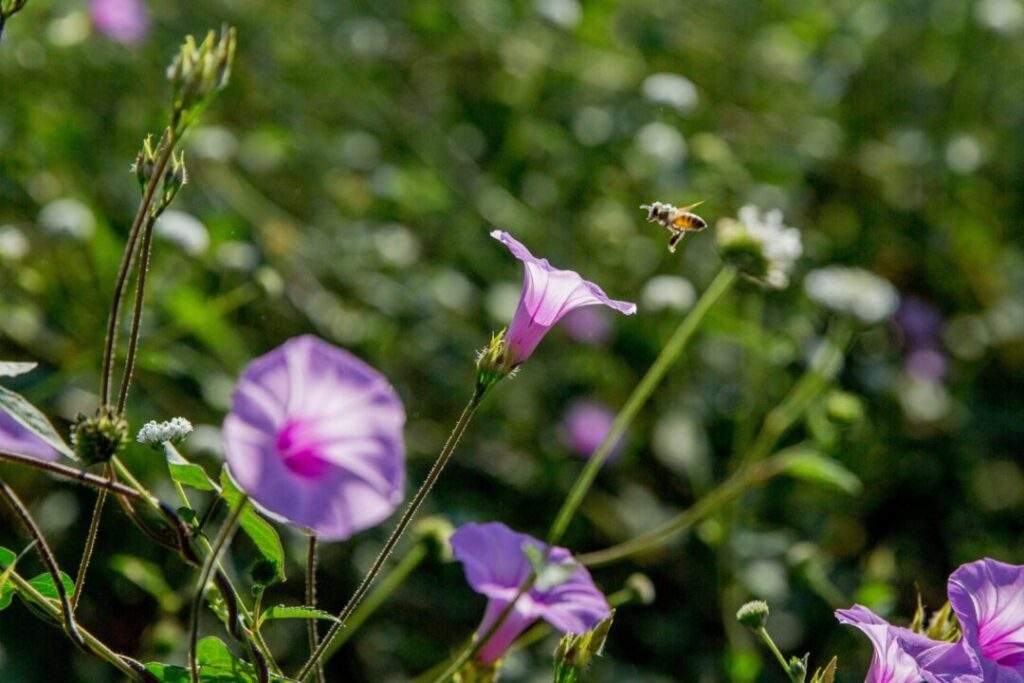 200600 AGRICULTURA COLPOS ABEJA SIN AGUIJÓN-5